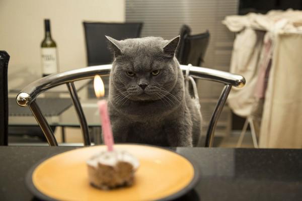 happy-birthday-cat02
