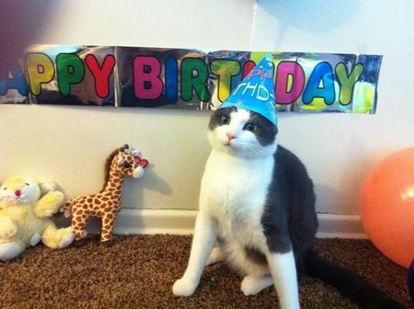 happy-birthday-cat03