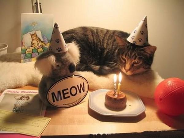 happy-birthday-cat04