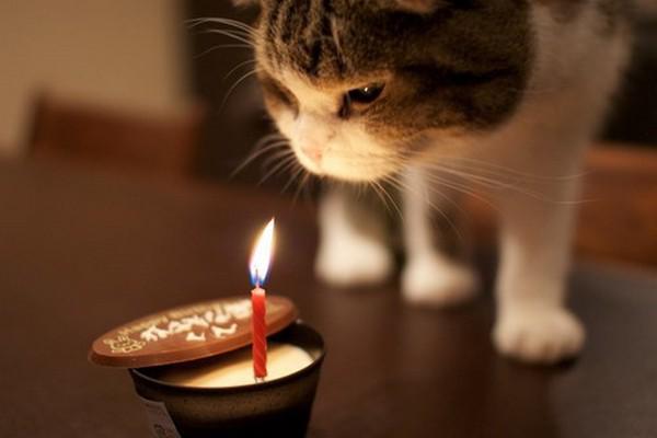 happy-birthday-cat05