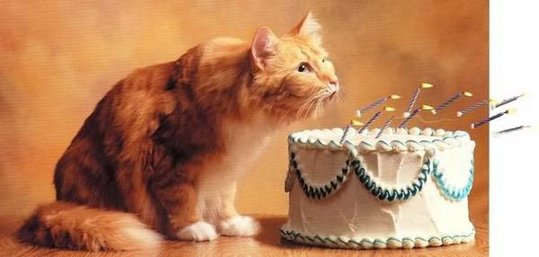 happy-birthday-cat06