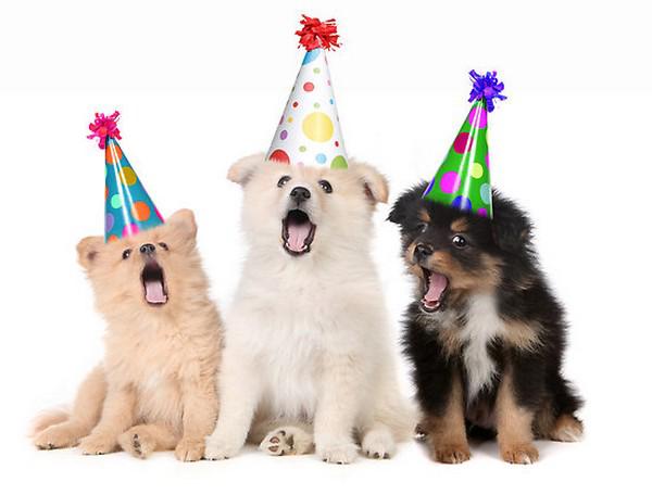 happy-birthday-dog02