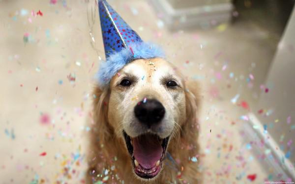 happy-birthday-dog03