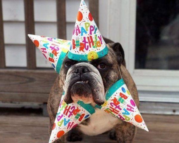 happy-birthday-dog04