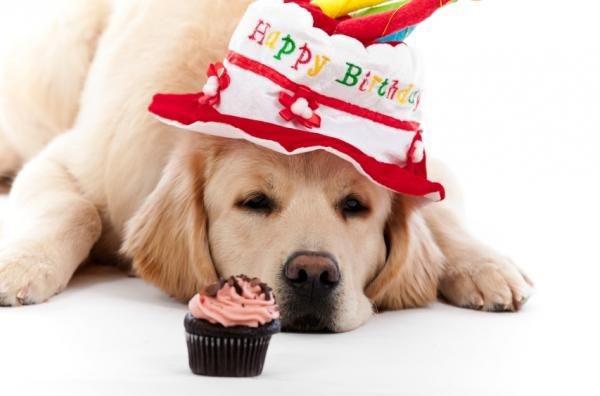 happy-birthday-dog